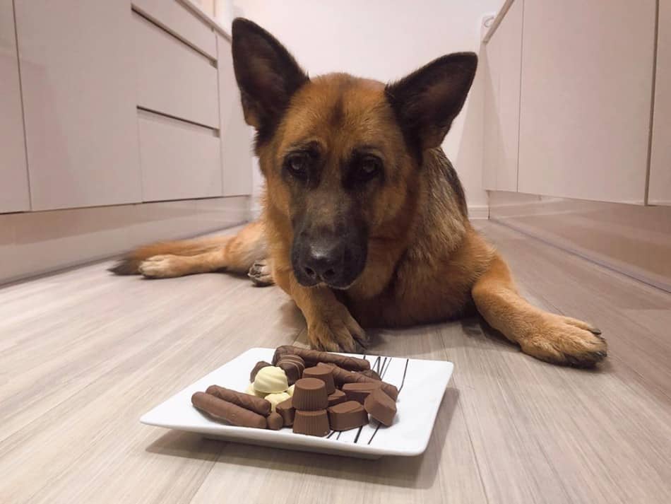 What Foods are Poisonous to German Shepherds? Chocolate. German Shepherd and some chocolates