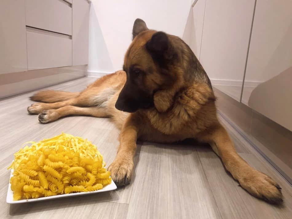 German Shepherd looking at a bowl of pasta