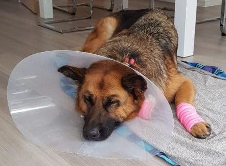 Should German Shepherds Have Their Dewclaws Removed? German Shepherd after dew claw removal surgery wearing cone of shame