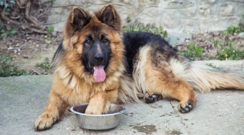 What Can a German Shepherd Eat? German Shepherd with a front paw in his empty bowl waiting for dinner