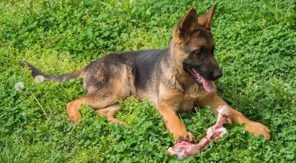 Should German Shepherds Eat Bones? German Shepherd puppy with a bone.