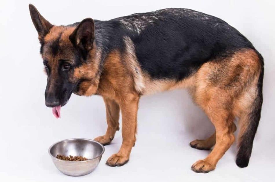 What Is The Best Diet For German Shepherds? German Shepherd eating dry dog food from a bowl