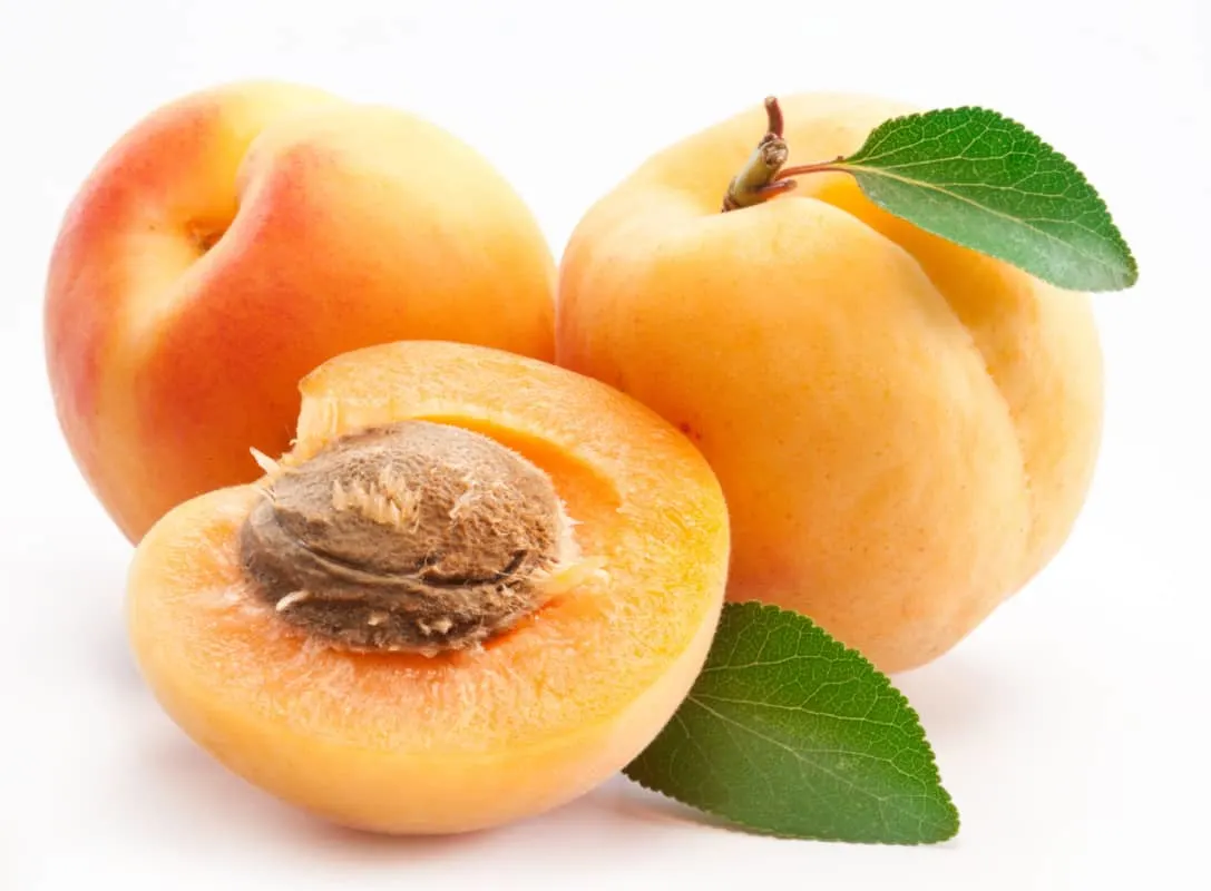 What Fruits Can Golden Retrievers Eat?  Apricot