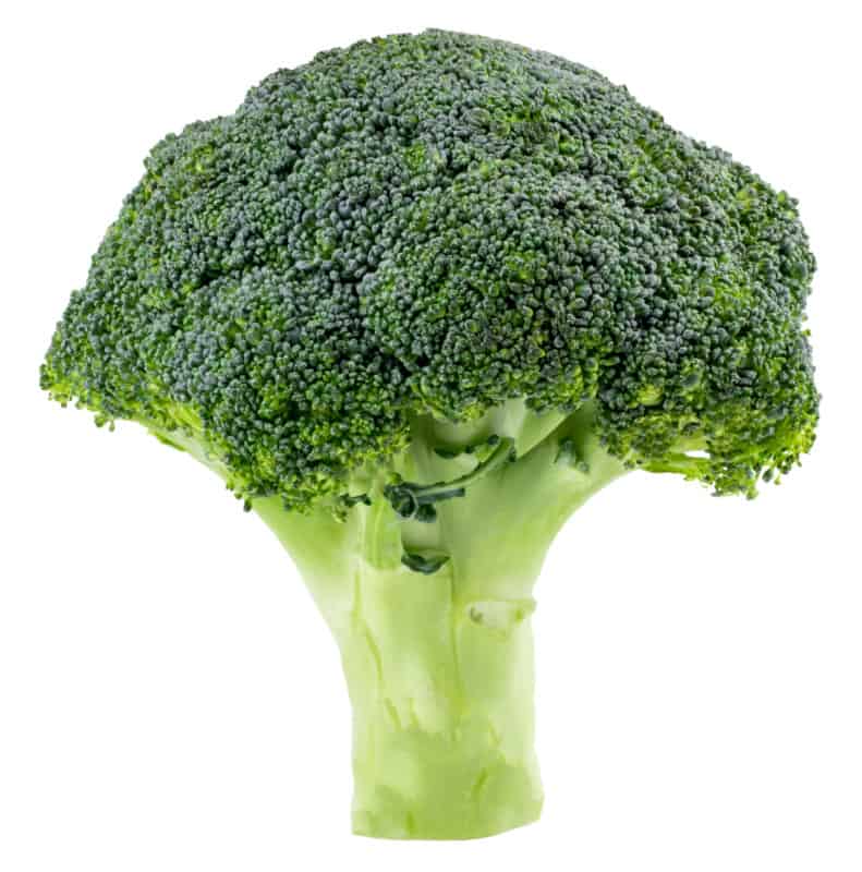 What Human Food Can Labradors Eat? Broccoli