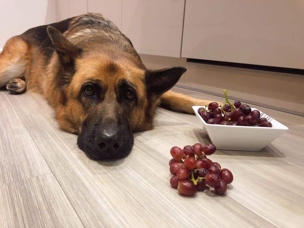 Can German Shepherds Eat Grapes? German Shepherd and a bowl of grapes