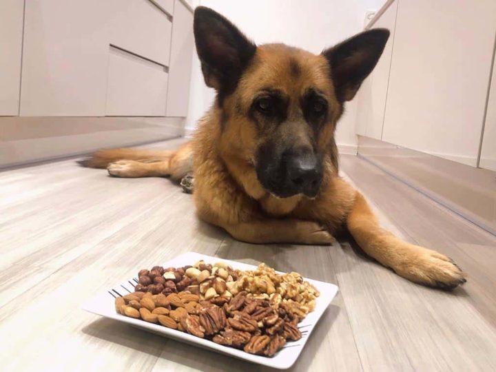 Can German Shepherds Eat Nuts? German Shepherd and a plate of different types of nuts.