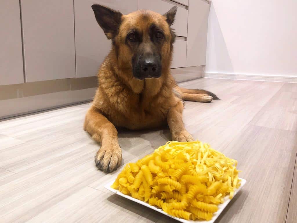 German Shepherd and a plate of pasta