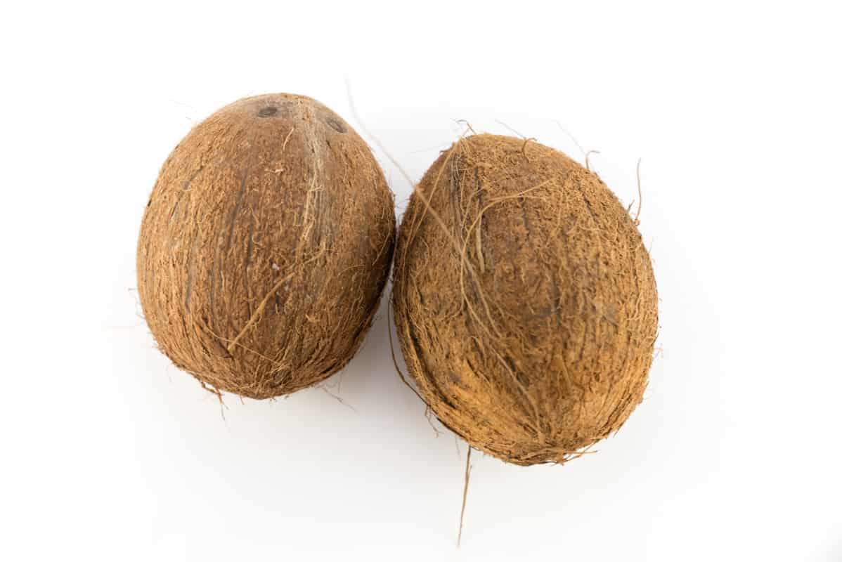 What Fruits Can German Shepherds Eat? Coconut