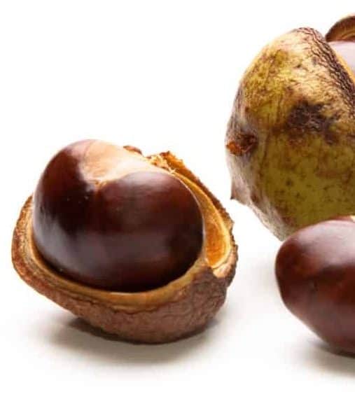 What Foods are Toxic to Golden Retrievers? Conkers