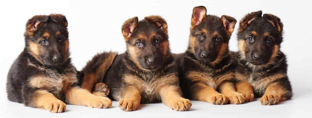 Four German Shepherd Puppies Laying Down. How Long Can GSD Puppies Be Left Alone?