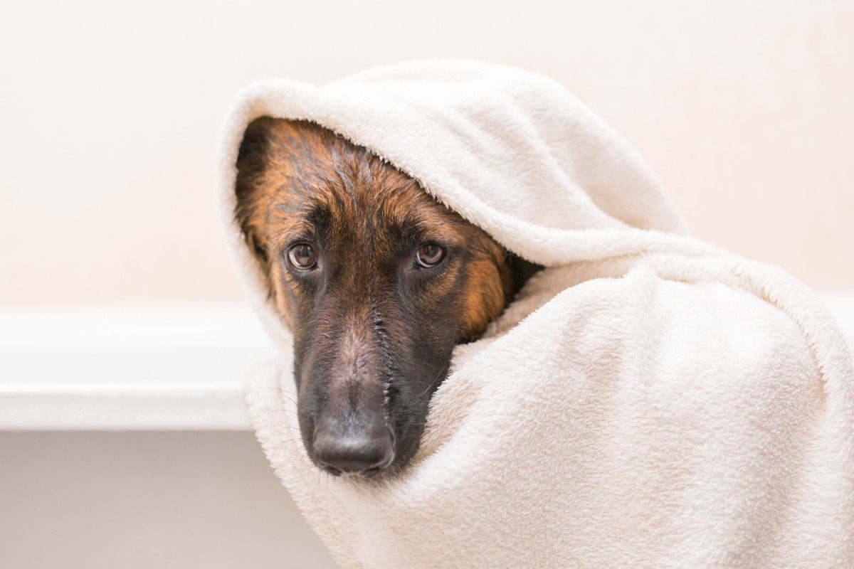 Why Does My German Shepherd Itch So Much? A German Shepherd wrapped in a towel after a bath.