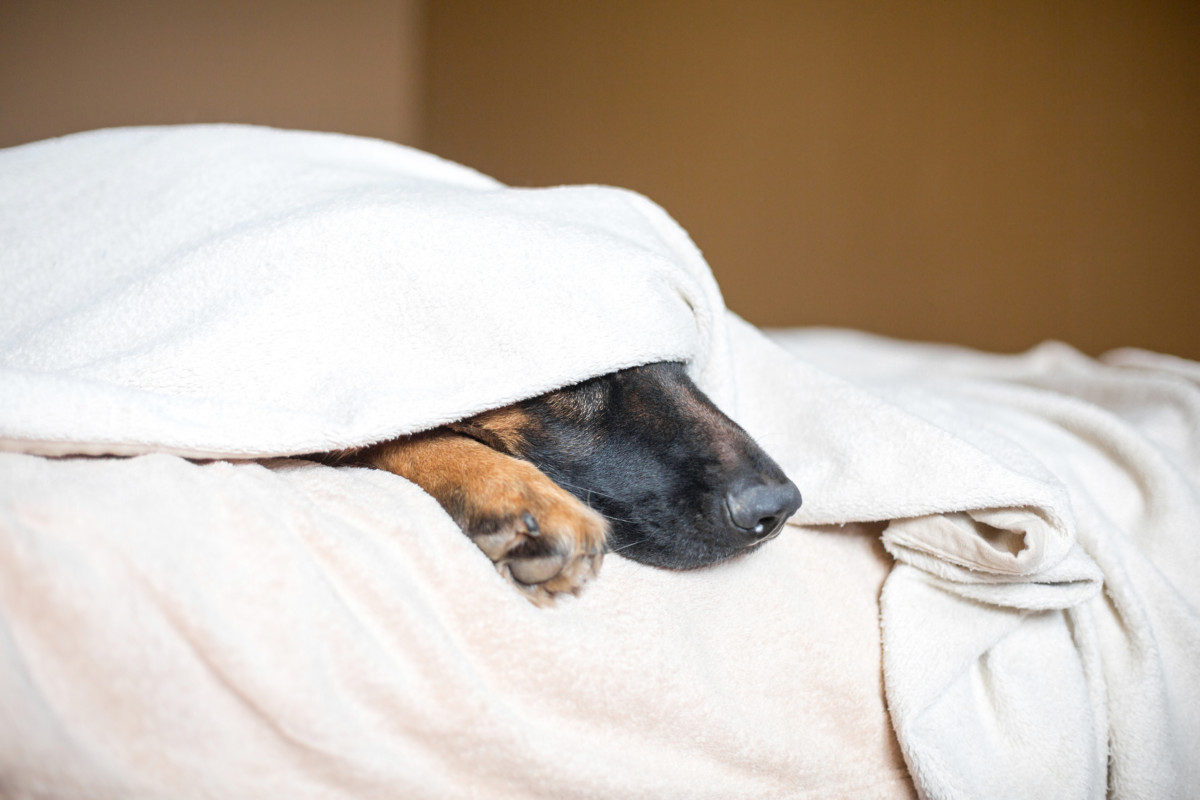 German Shepherd in a Blanket on Bed