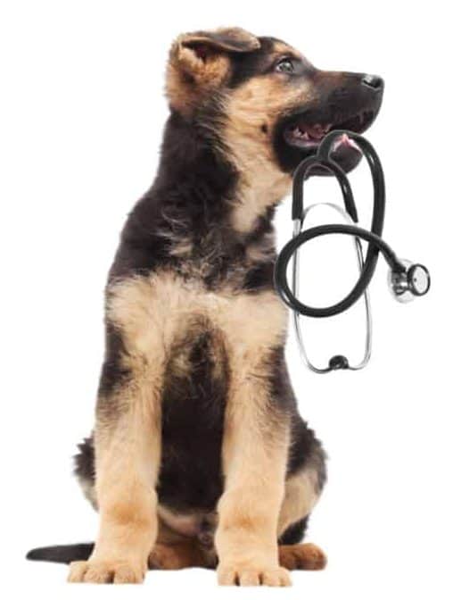 Are German Shepherds Prone to Bloat?German Shepherd Puppy and stethoscope