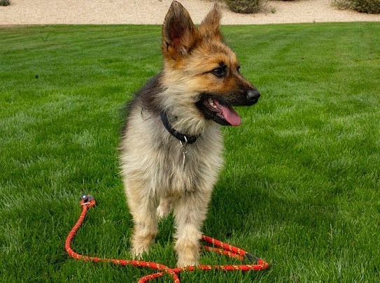GSD with leash on the turf