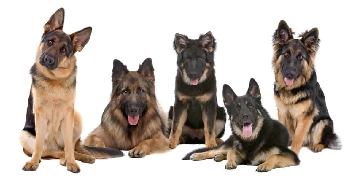 Group of German Shepherd dogs