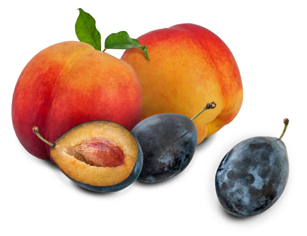 Peaches and Plums placed on a table
