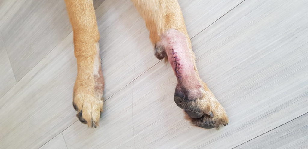 Should German Shepherds Have Their Dewclaws Removed? German Shepherd paws after dewclaws removal showing stitches