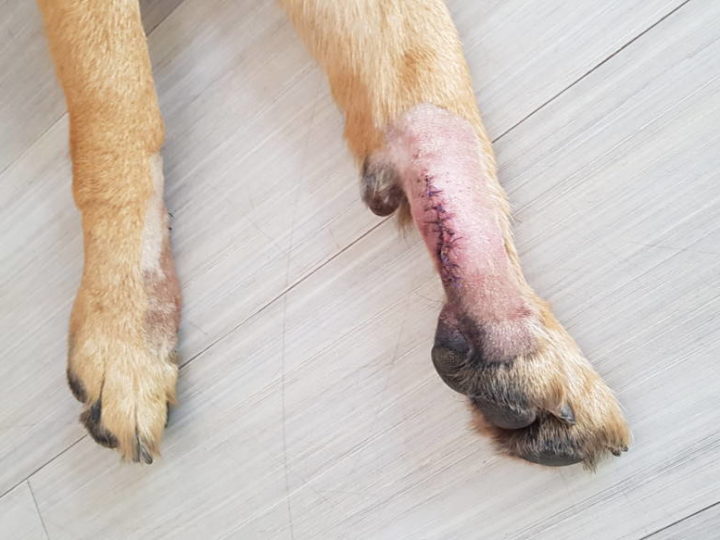 Should German Shepherds Have Their Dewclaws Removed? German Shepherd paws after dewclaws removal showing stitches