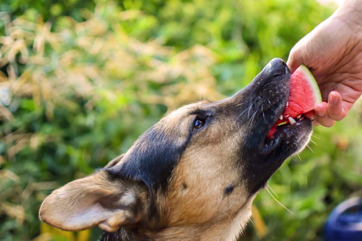 German Shepherd Eating Watermelon