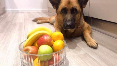 29 Fruits German Shepherds Can Eat: And 5 Not To Eat!