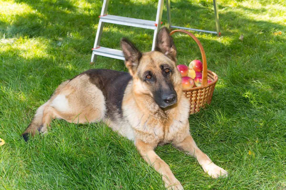 German Shepherd With a basket of Apples in the Garden
