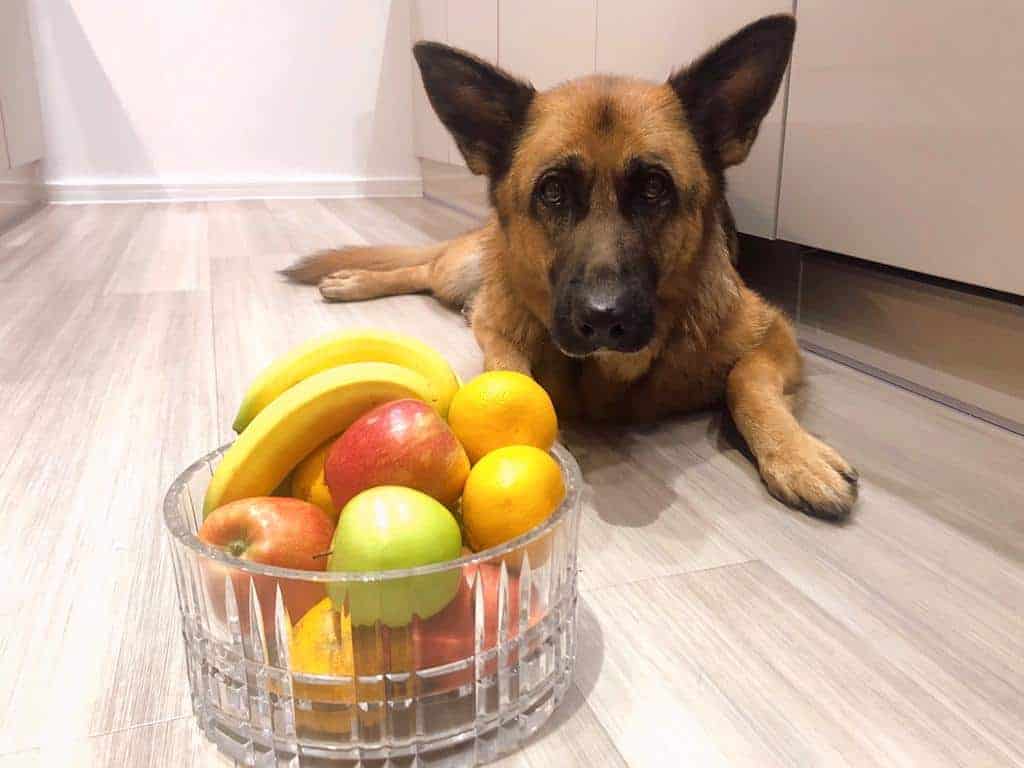 German Shepherd and a bowl of fruit