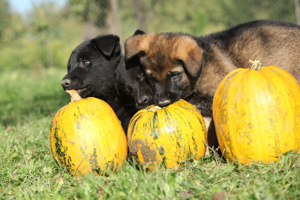 What Vegetables Can German Shepherds Eat? Pumpkin