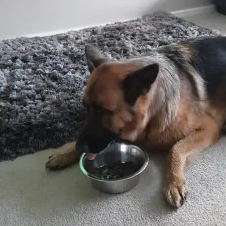 Why do German Shepherds lay down to eat? German Shepherd laying down whilst eating from bowl