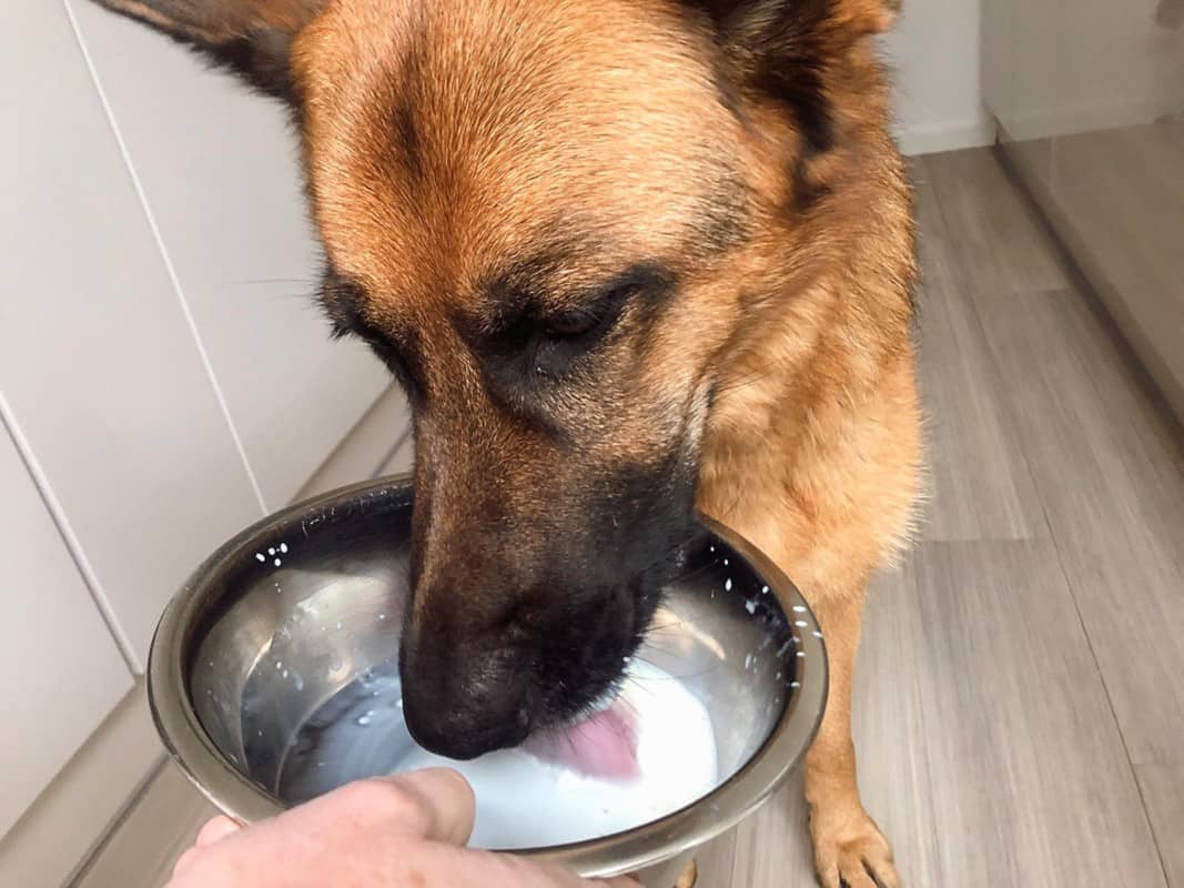 Can dogs drink milk? German Shepherd licking milk from a bowl.