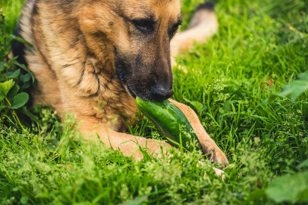 GSD eating zucchini on a grassland