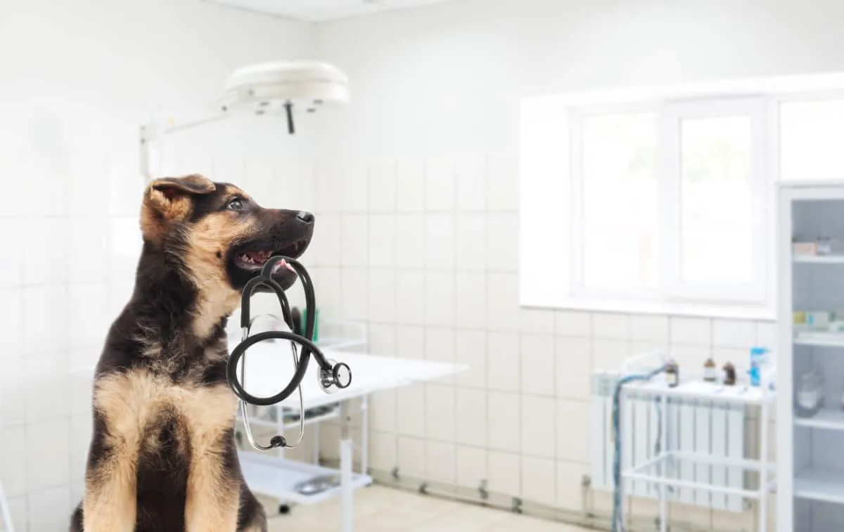 German Shepherd puppy with a stethoscope in a veterinary clinic.