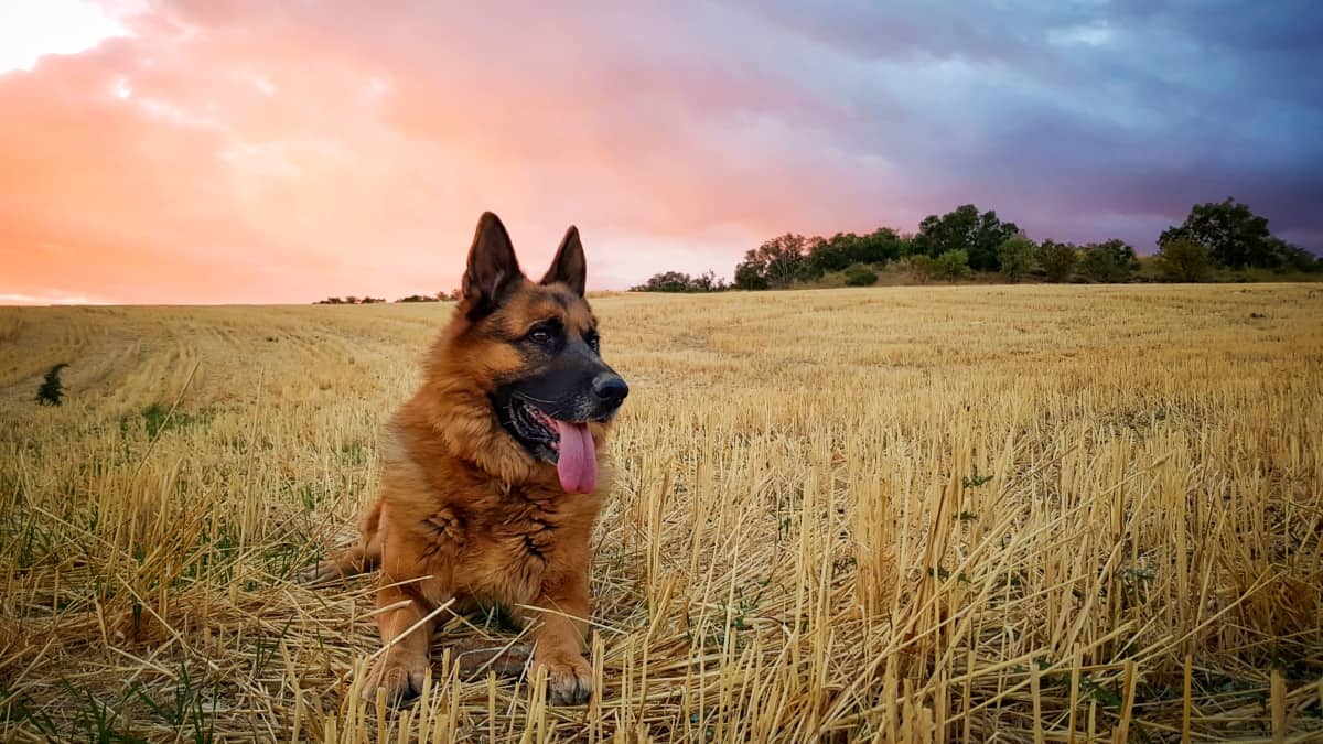 German Shepherd Food Allergies, Wheat Allergy in Dogs, German Shepherd Lying in a Field of Wheat