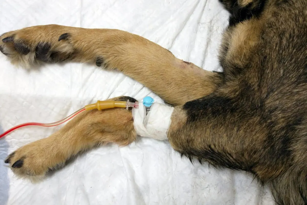 Why Do German Shepherds Have Sensitive Stomachs? Sick German Shepherd with Cannula in Paw