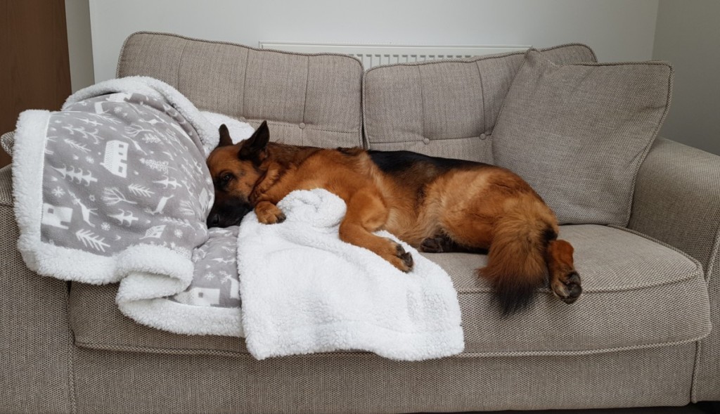 Why Do German Shepherds Have Sensitive Stomachs? German Shepherd lying on the couch