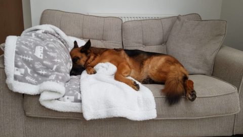 Why Do German Shepherds Have Sensitive Stomachs? 13 Causes