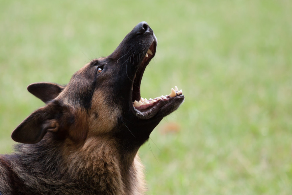 German Shepherd Barking at Other Dogs? How to Stop It