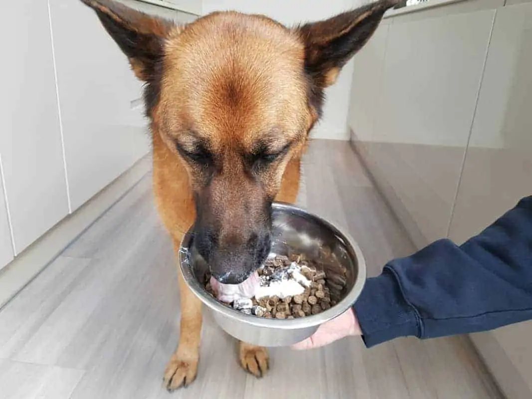 German Shepherd eating yogurt on top of her 'Guru' cold-pressed dog food