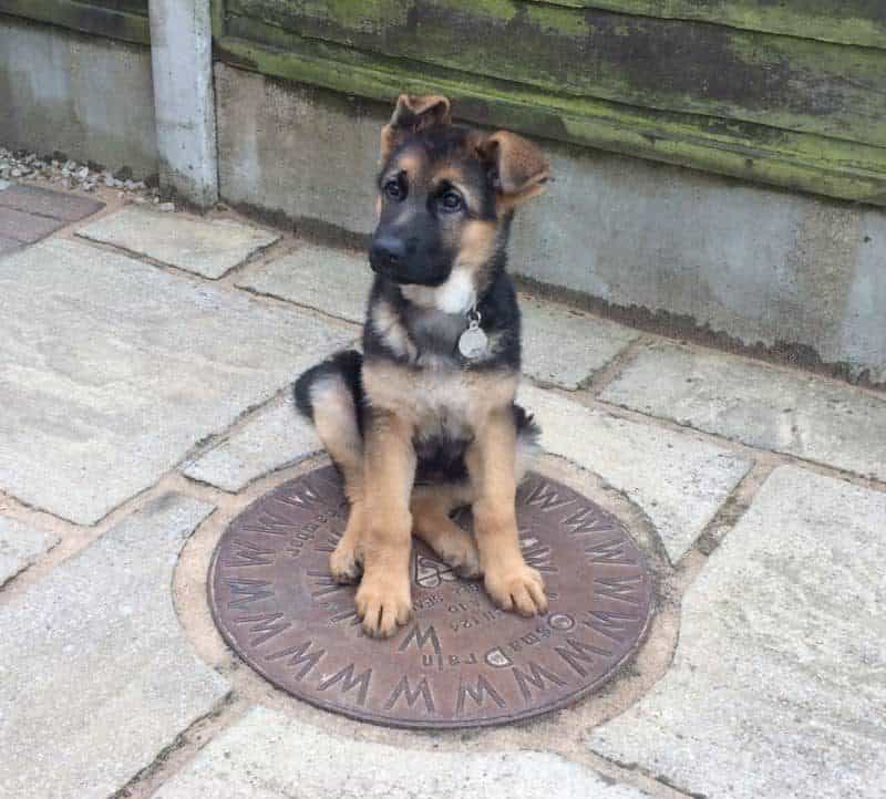 German Shepherd Puppy Out in the Yard