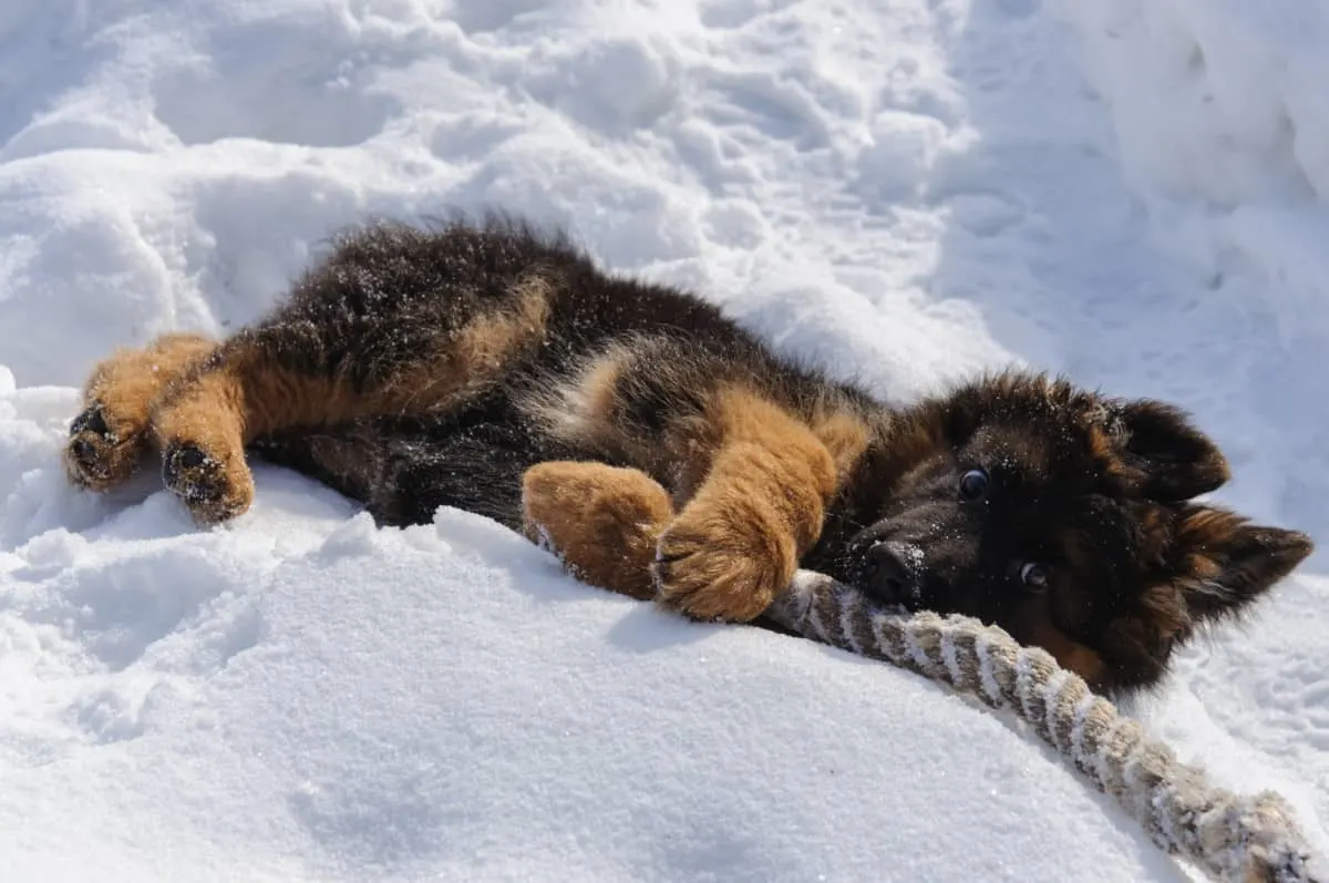 German Shepherd Puppy Playing with a Rope in the Snow