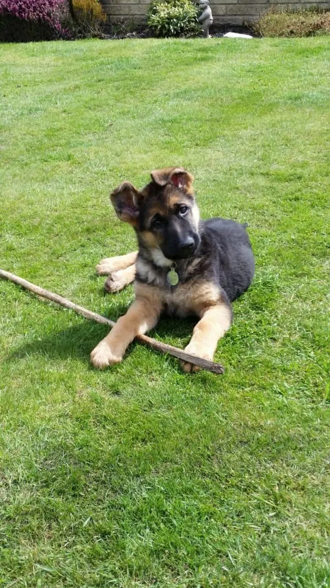 German Shepherd Puppy with a Stick