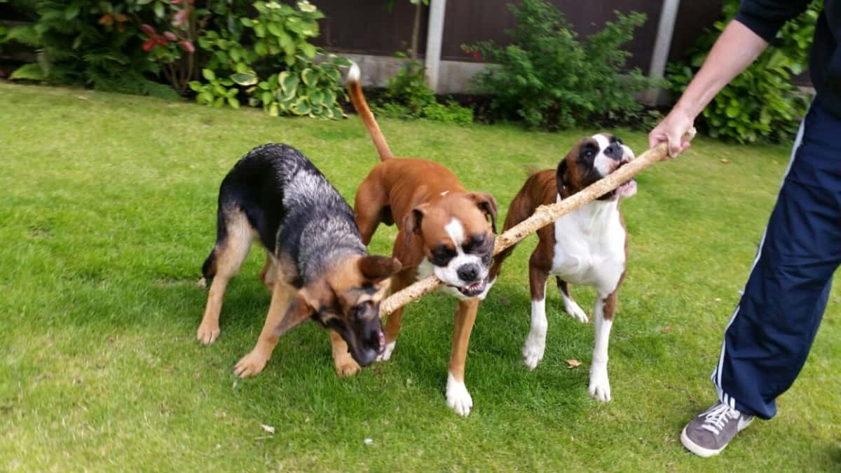 German Shepherd and 2 Boxer Dogs Chewing a Stick