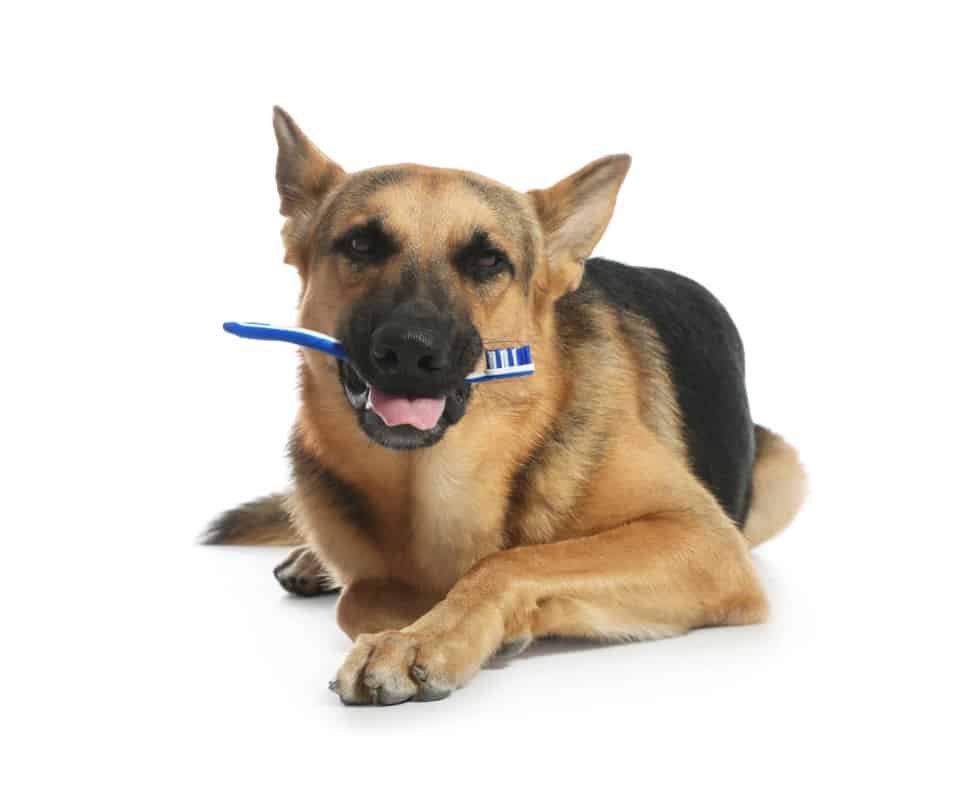 German Shepherd with Toothbrush