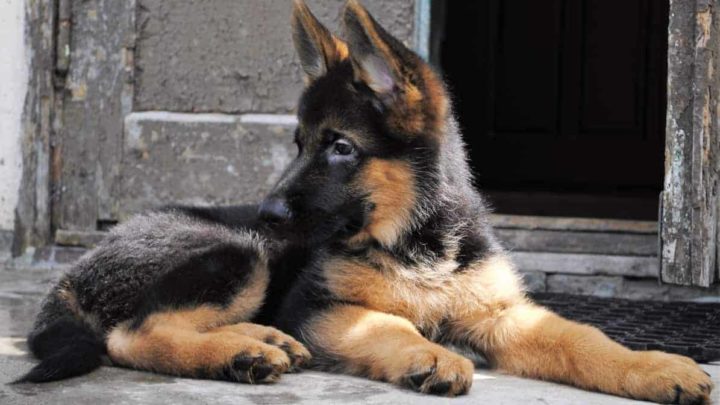How to Train a German Shepherd Puppy to Stay Outside – World of Dogz