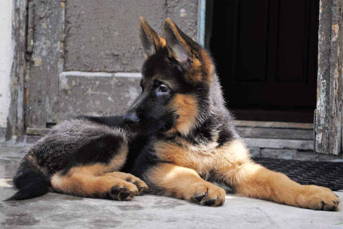 How to Train a German Shepherd Puppy to Stay Outside Top