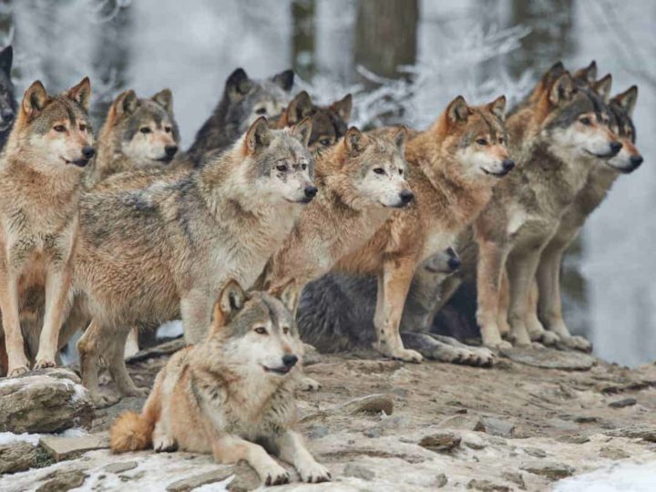 A pack of wolves