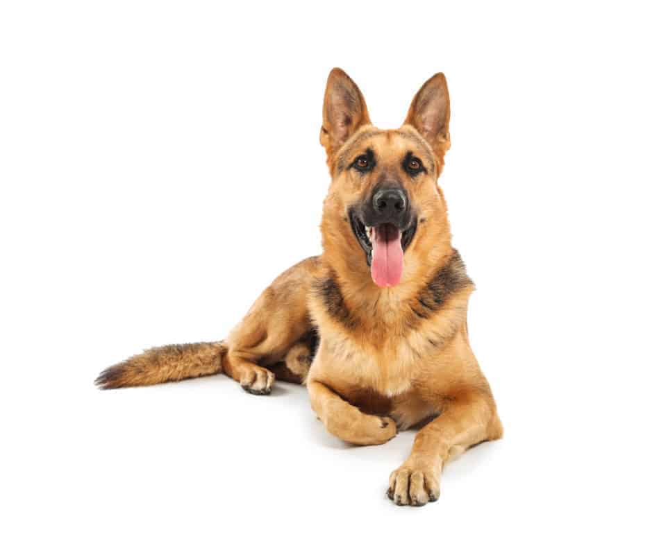 Are German Shepherds Good First Dogs? Adorable German Shepherd Dog