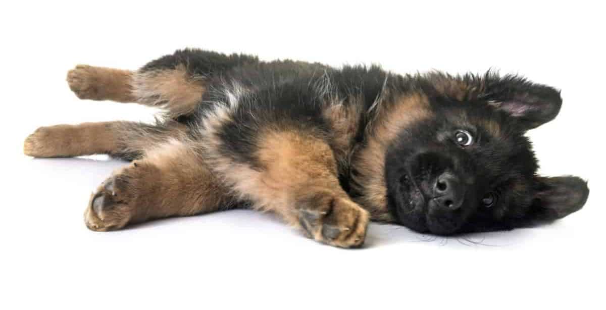 Puppy German Shepherd - Are German Shepherds Good First Dogs?