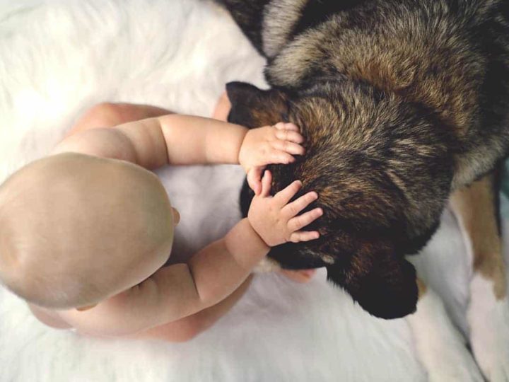 A baby petting a German Shepherd. Are German Shepherds Good With Babies?