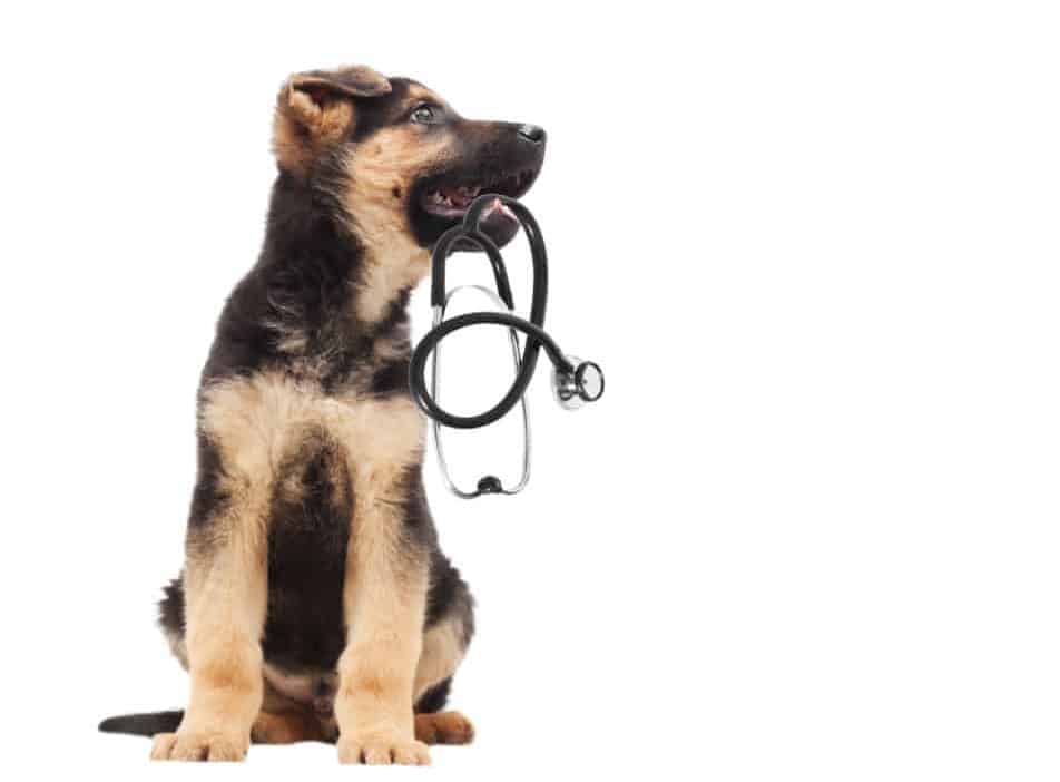 German Shepherd Puppy With Stethoscope, Are German Shepherds Fussy Eaters? Health Risks Associated with Fussy Eating