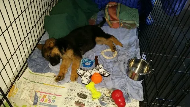 German Shepherd Puppy in Crate